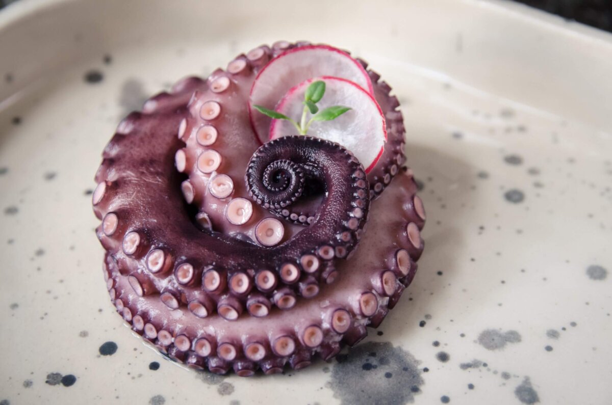 octopus